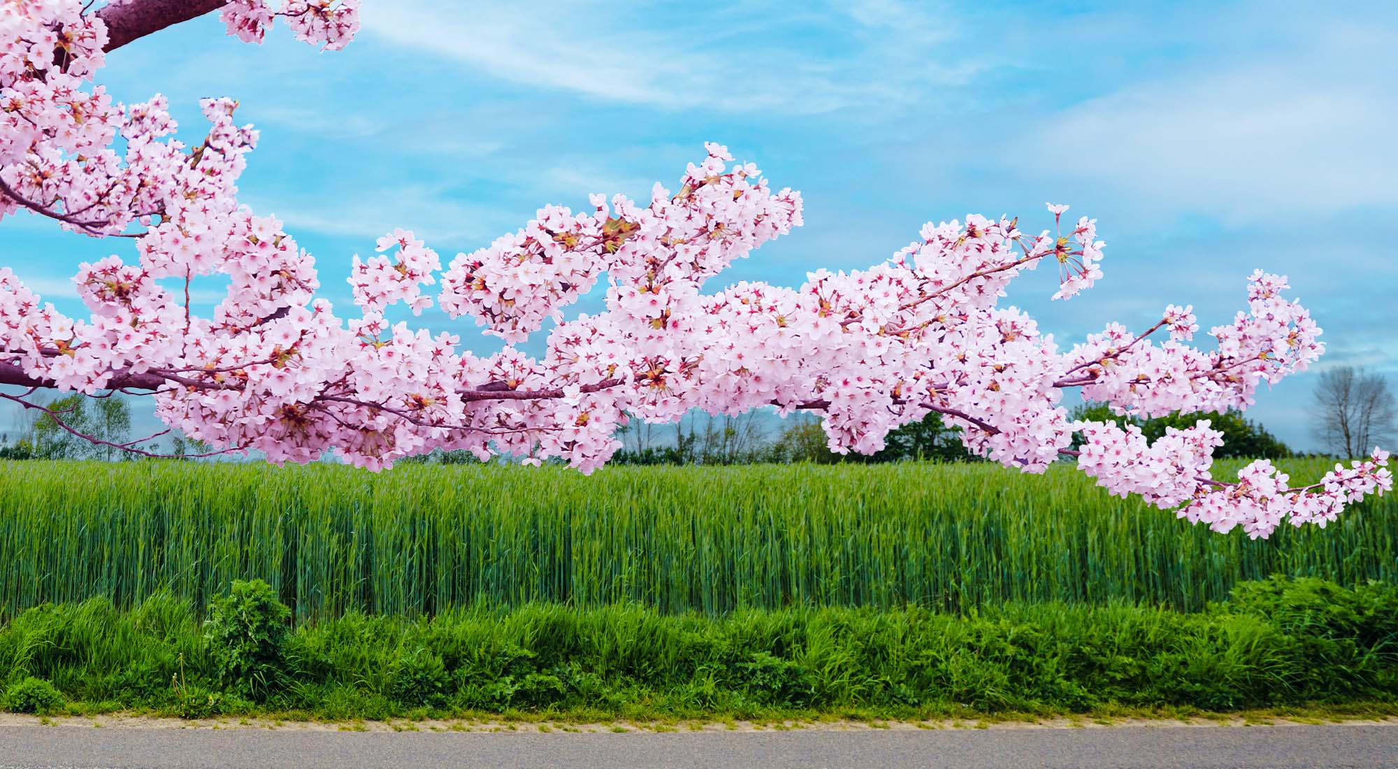 Header Startseite Frühling.jpg
